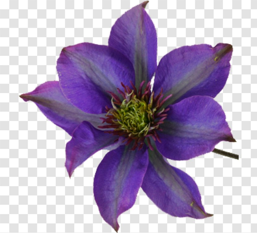 Leather Flower - Violet Transparent PNG