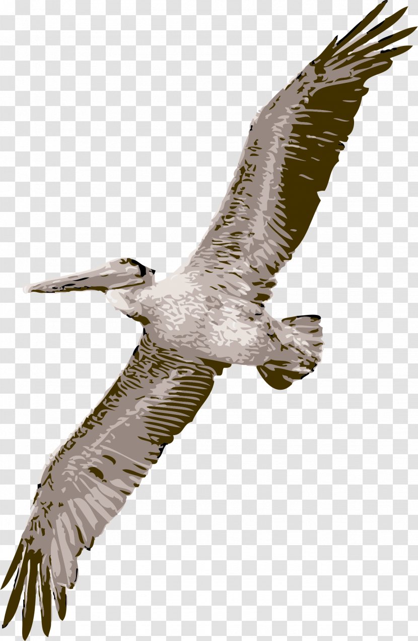 Pelican Bird Flight Clip Art Transparent PNG