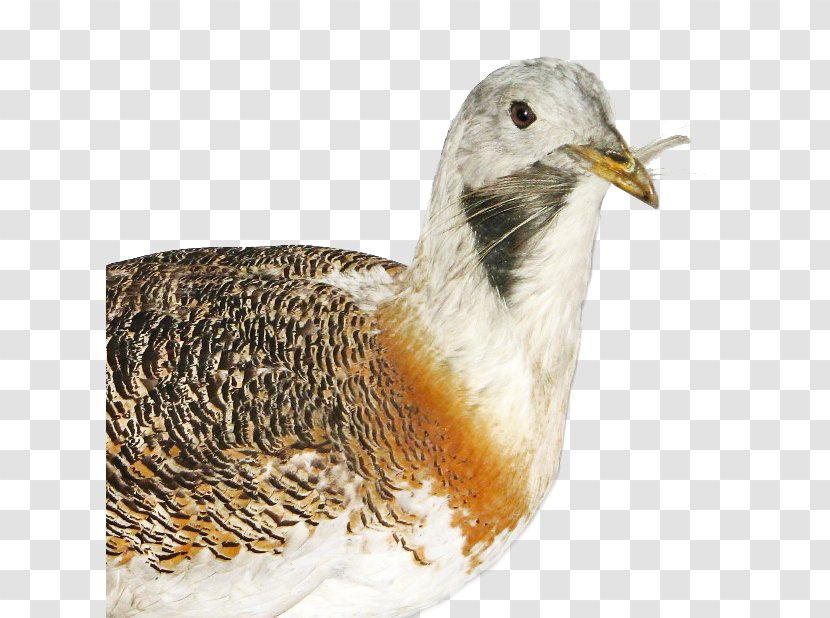 Great Bustard Bird Wikimedia Commons Wikipedia - Foundation Transparent PNG