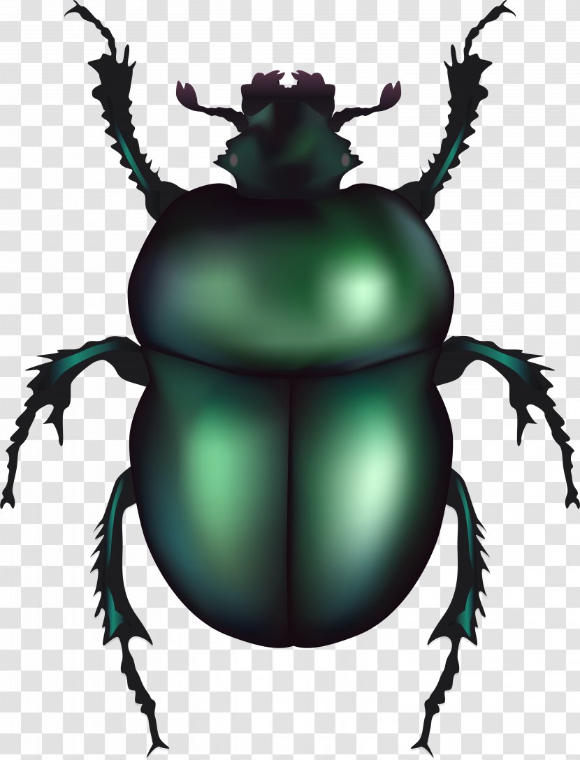 June Background - Scarabaeus Sacer - Jewel Beetles Darkling Transparent PNG