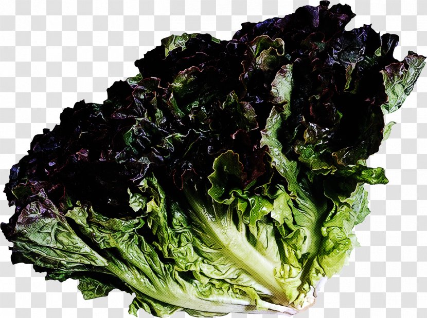 Leaf Vegetable Food Red Lettuce Romaine - Cabbage Transparent PNG