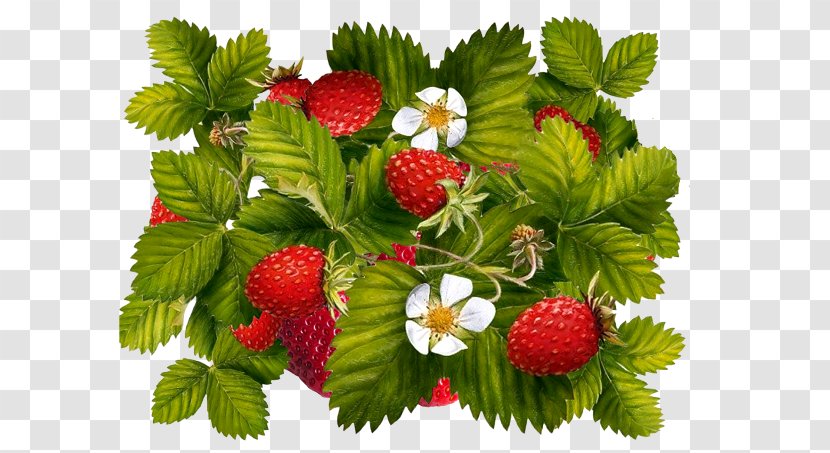 Wild Strawberry Auglis Clip Art - Musk Transparent PNG