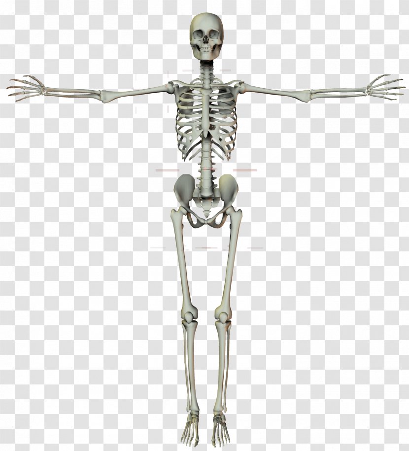 Homo Sapiens Human Skeleton Bone - Joint - Frame Transparent PNG
