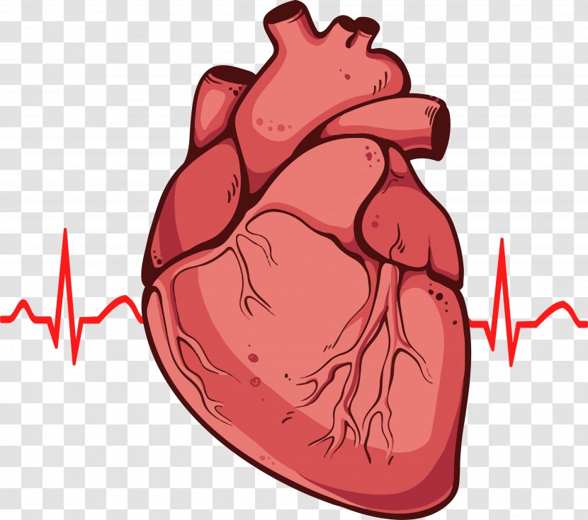 Heart Drawing Anatomy Diagram Clip Art - Human Transparent PNG