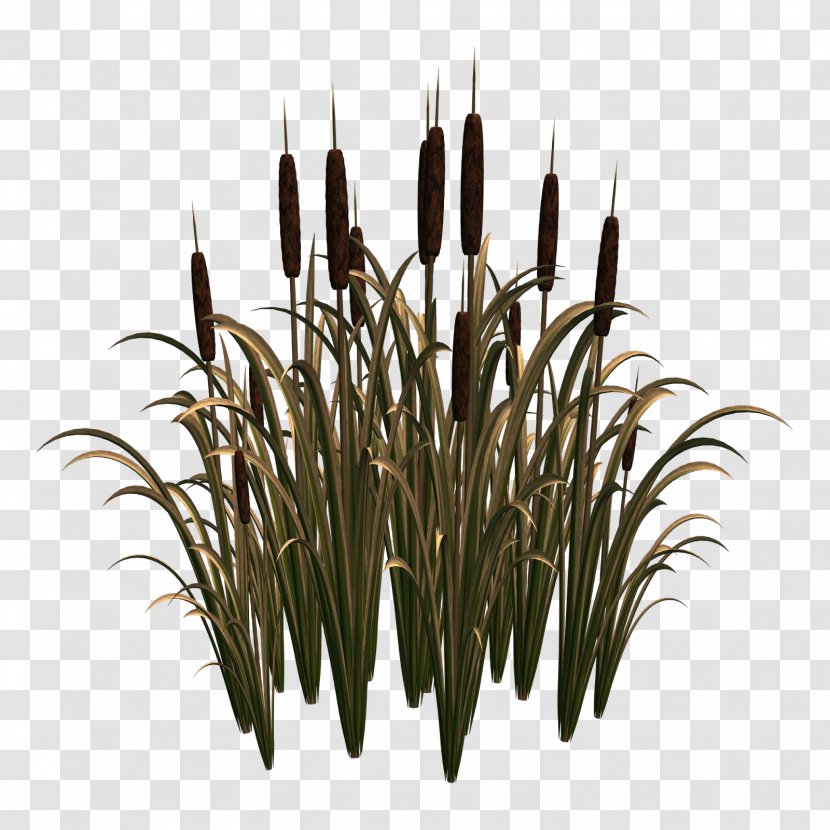 Scirpus Common Reed Clip Art - Information - Cattail Transparent PNG