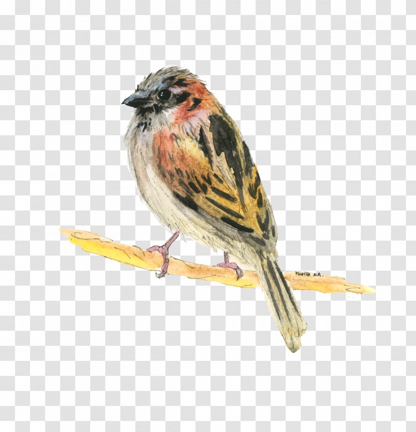 House Sparrow Bird Ortolan Bunting Lark - Stock Photography Transparent PNG