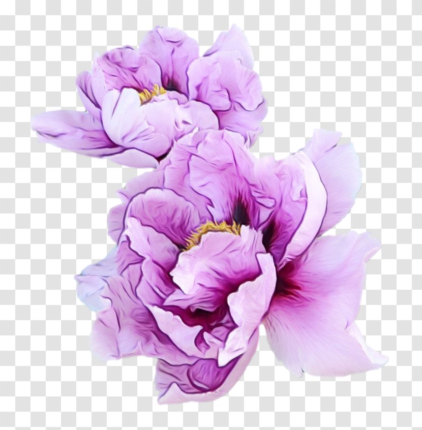 Sweet Pea Flower - Cut Flowers - Tulip Iris Transparent PNG