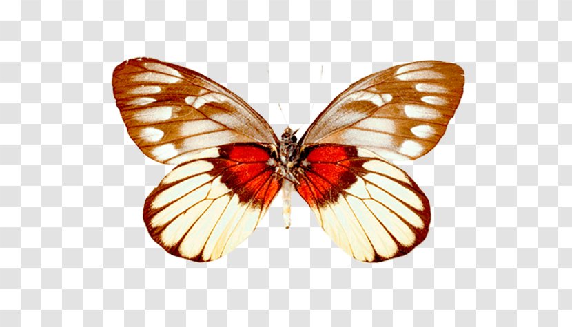 Monarch Butterfly Pieridae Moth Gossamer-winged Butterflies - Organism Transparent PNG