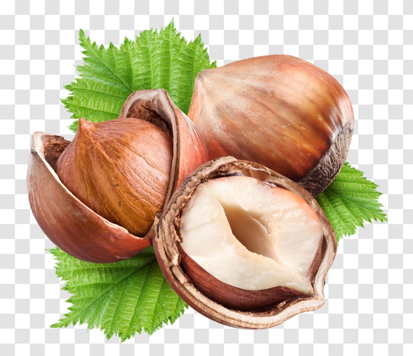 Hazelnut Nuts Fruit Walnut - Clam Transparent PNG