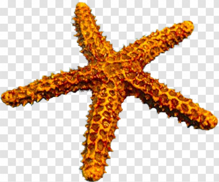 Starfish Echinoderm Raster Graphics Clip Art - Marine Invertebrates Transparent PNG