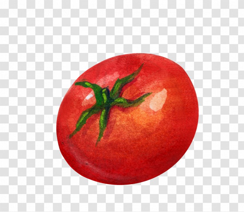 Tomato Vegetable Illustration - Local Food - Red Tomatoes Transparent PNG