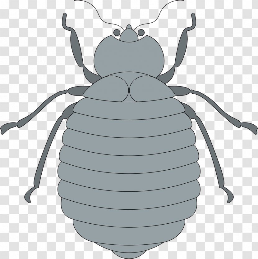 Clip Art - Copyright - Insects Transparent PNG