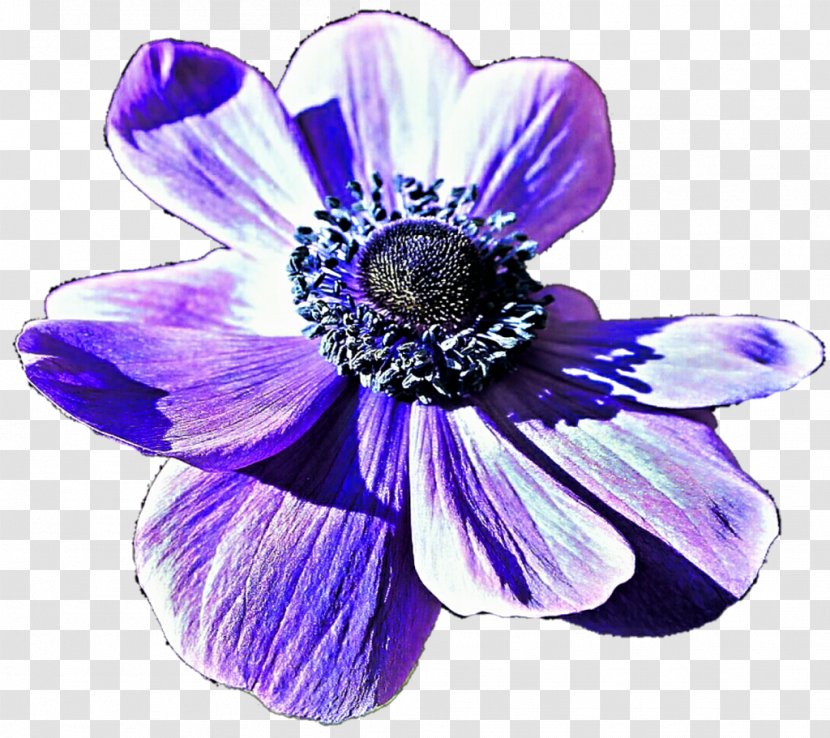 Flower Blue Violet Purple Lilac - Cobalt - Anemone Transparent PNG