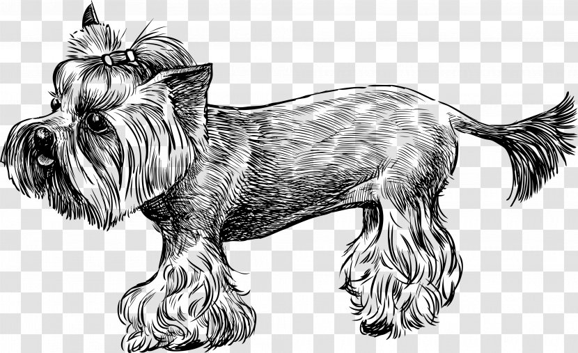 Yorkshire Terrier Cairn Sketch - Jung Somin - Toy Dog Transparent PNG