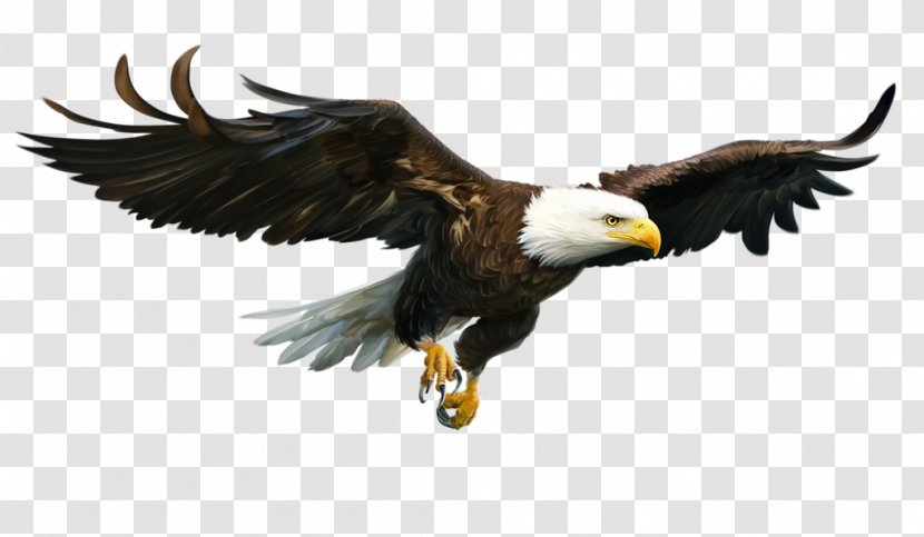 Bald Eagle Konstruktionen Von Europa: Die Europäische Identität Und Kulturpolitik Der Europäischen Union Les Routiers Sont Sympas Beak Vulture - Net - Bird Of Prey Transparent PNG