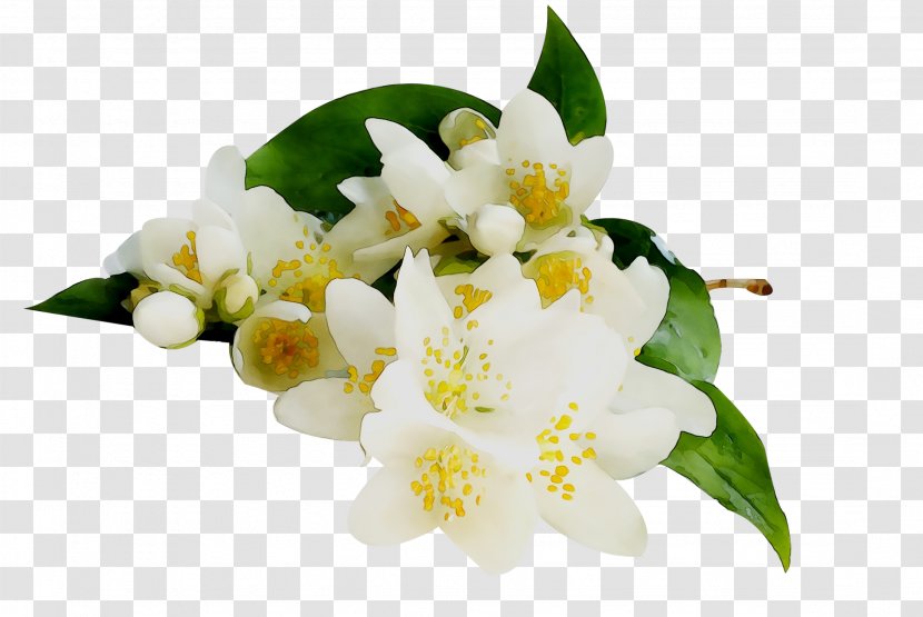 White Jasmine Essential Oil Shrub Aroma Nepal FM - Food Transparent PNG