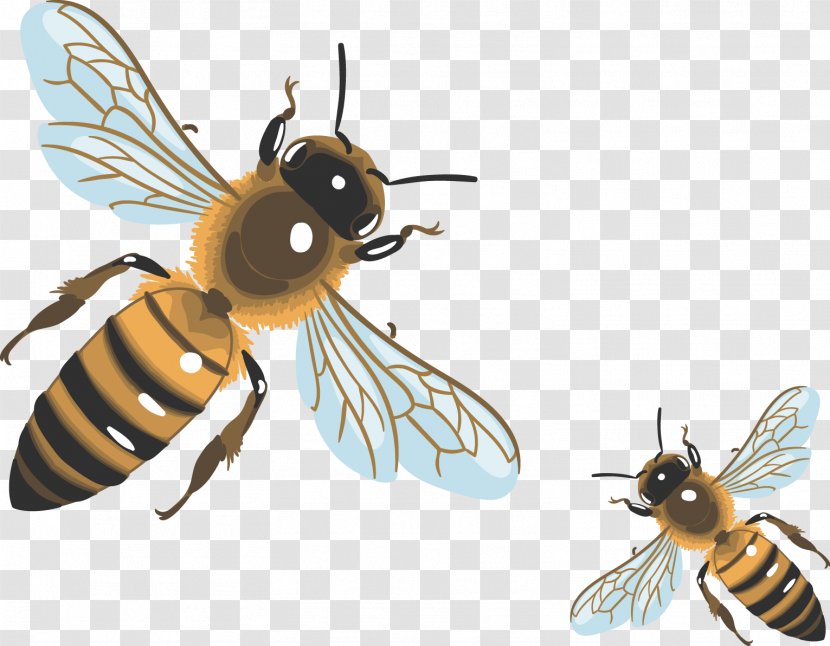 Vector Painted Bee - Fly - Arthropod Transparent PNG