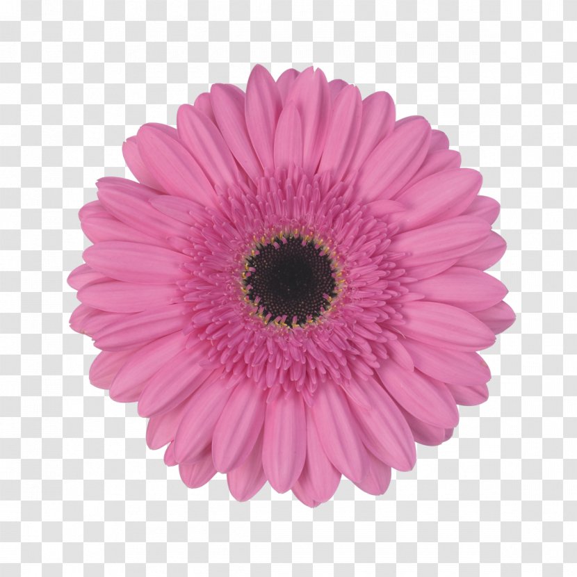 Flowers Background - Transvaal Daisy - Asterales Flowering Plant Transparent PNG