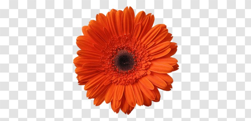 Flower Orange Common Daisy Gerbera Jamesonii Clip Art Transparent PNG