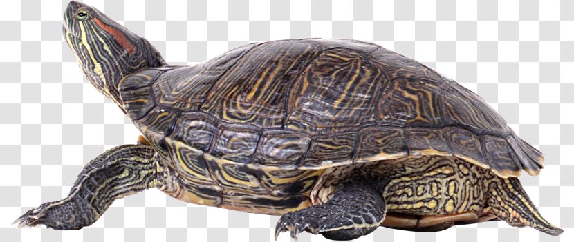 Sea Turtle Clip Art - Common Snapping - Tortuga Transparent PNG