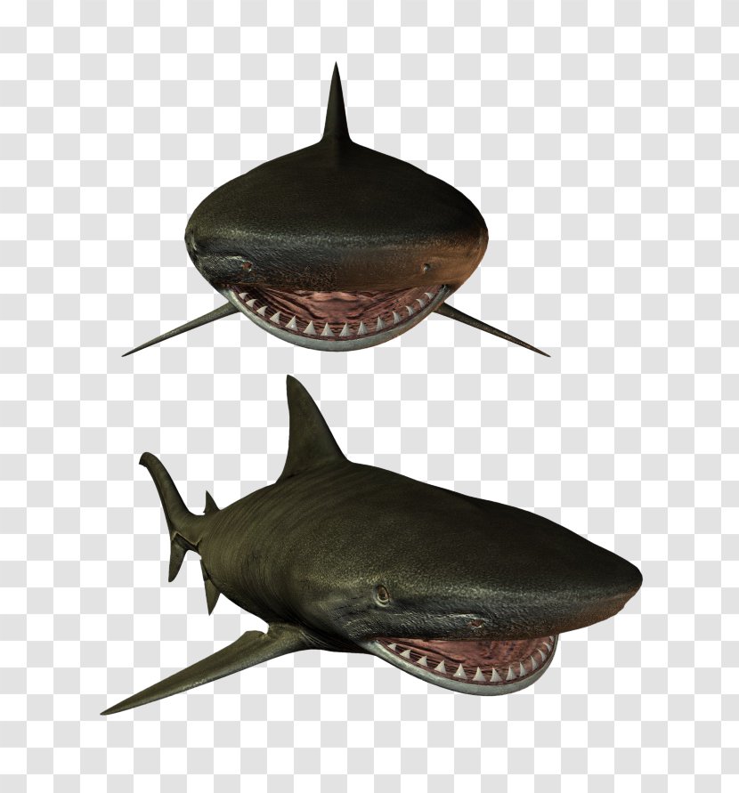 Shark Fish Marine Biology - Mammal - Two Sharks Transparent PNG