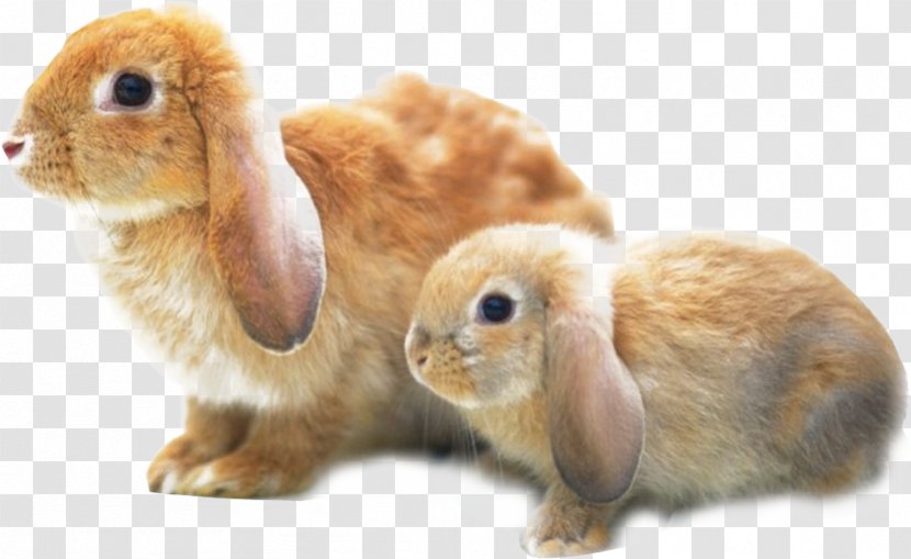 Holland Lop Angora Rabbit Harlequin Rex Cruelty-free - Stuffed Toy - Two Yellow Bunny Transparent PNG
