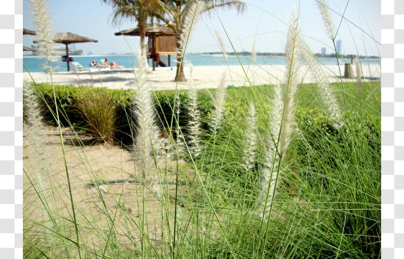 Real Property Land Lot Grasses - Grass Family - Palm Jumeirah Monorail Transparent PNG