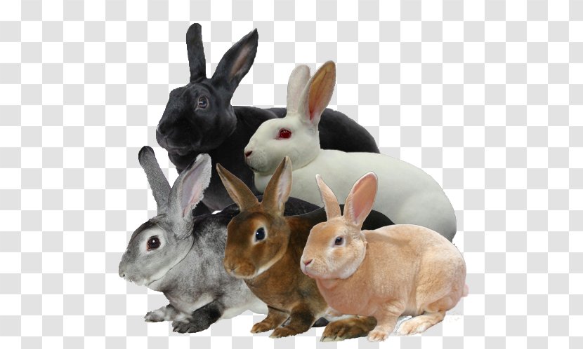 Domestic Rabbit Mini Rex Lop Holland - Breeds Transparent PNG