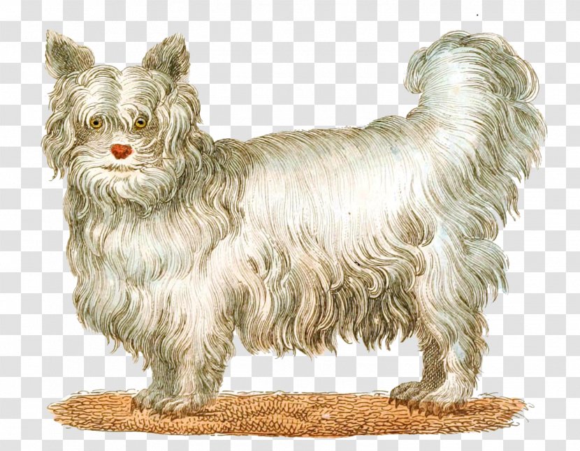 Glen Of Imaal Terrier Norwich Cairn Norfolk Bolonka - Dog Breed Transparent PNG