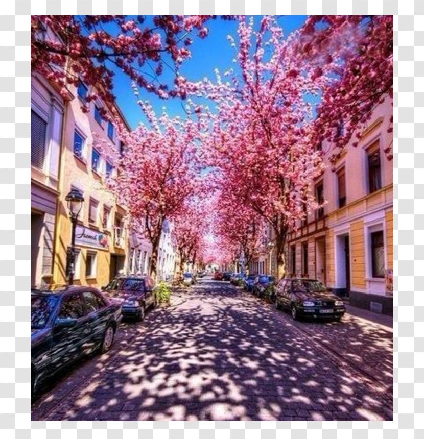 Bonn Cherry Blossom Road Kyoto - Special Purchases For The Spring Festival Transparent PNG