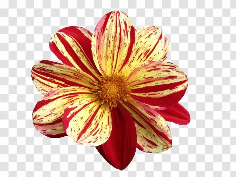 Flower Dahlia - Chrysanths - BLOSSOM Transparent PNG