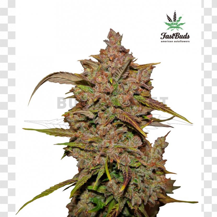 Autoflowering Cannabis Seed Bank Marijuana - Skunk Transparent PNG