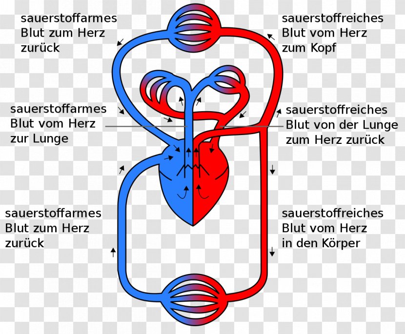 Circulatory System Pulmonary Circulation Heart Gas Exchange Anatomy - Cartoon Transparent PNG