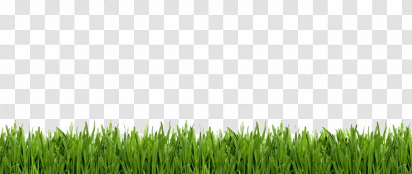 Lawn Royalty-free Stock Photography Artificial Turf - Garden Transparent PNG