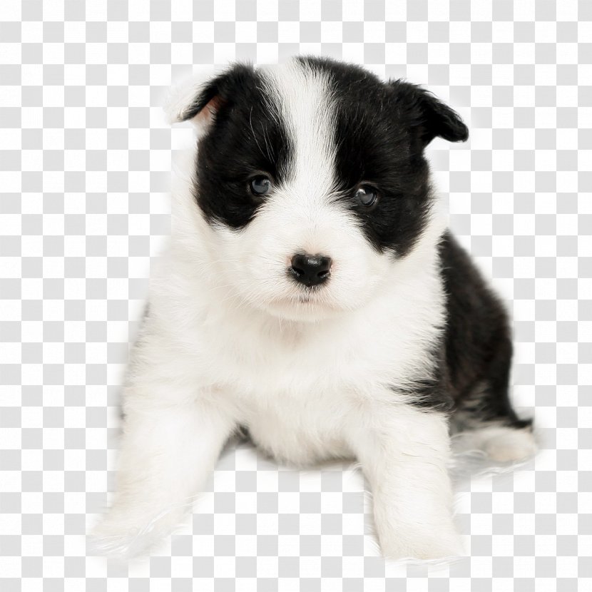 Border Collie Puppy Pet - Cute Adorable Dog Baby Transparent PNG