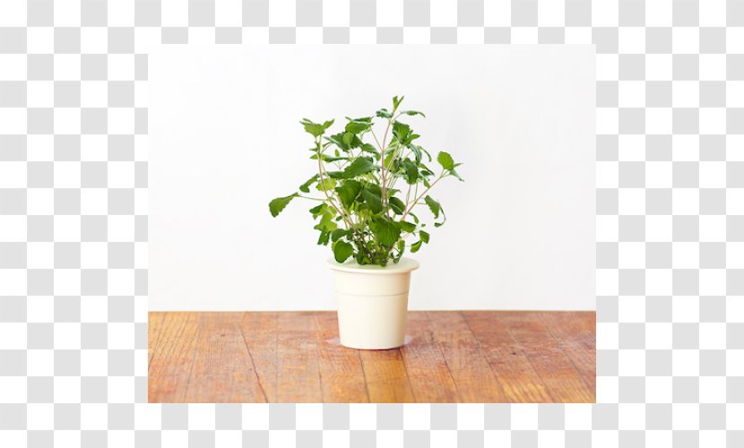 Hyssop Herb Catnip Click & Grow Flowerpot - Gardening Transparent PNG