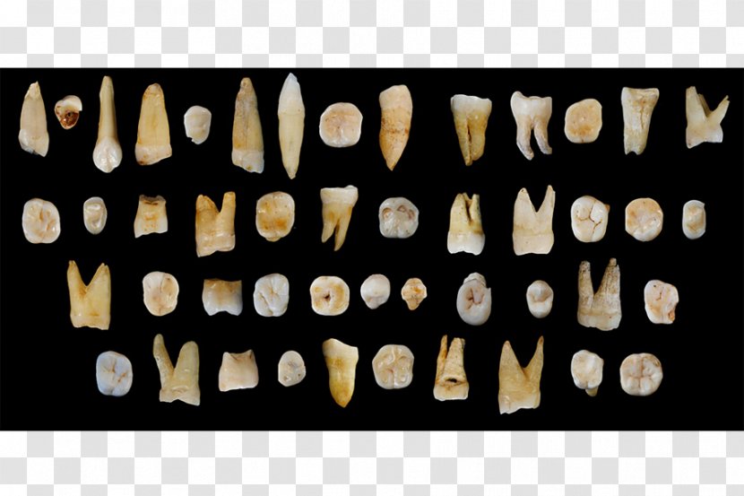 Early Human Migrations Fuyan Cave Tooth Evolution Recent African Origin Of Modern Humans - China Transparent PNG