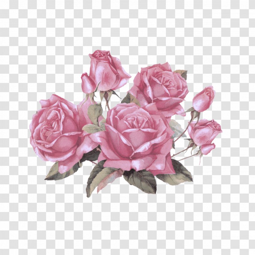 Garden Roses - Pink - Plant Petal Transparent PNG