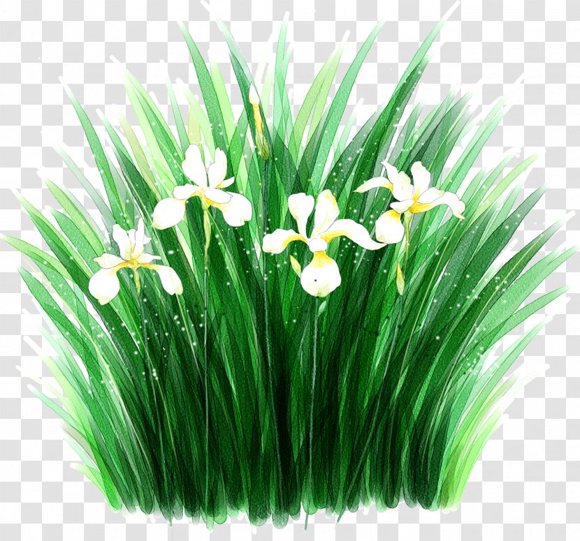 Flower Desktop Wallpaper Irises Clip Art - Orchids Transparent PNG