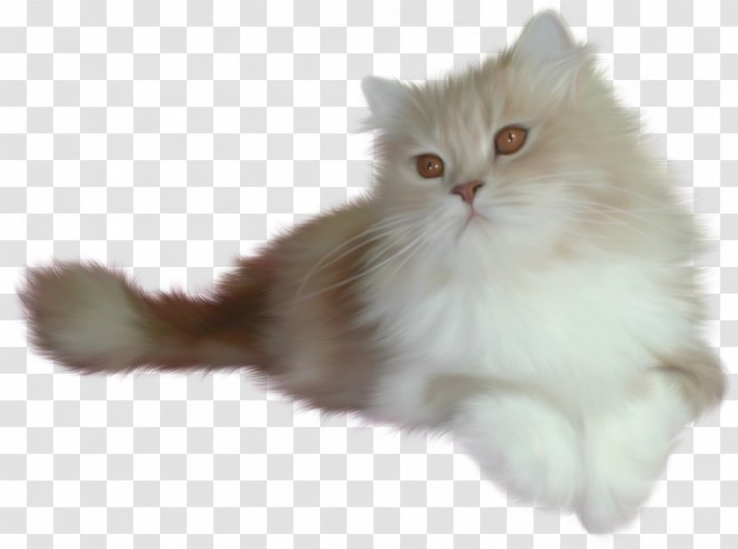 Cat Kitten Animation - British Semi Longhair Transparent PNG