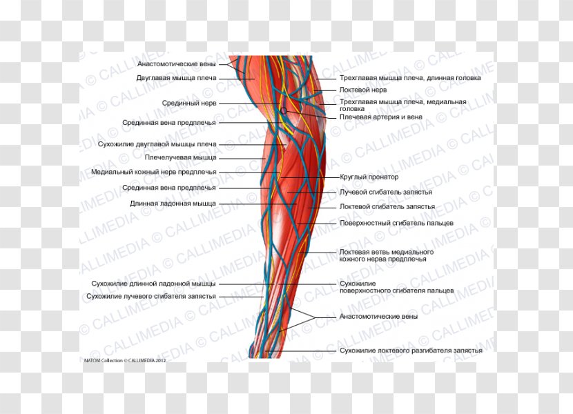 Hand Medial Cutaneous Nerve Of Forearm Muscle - Frame Transparent PNG