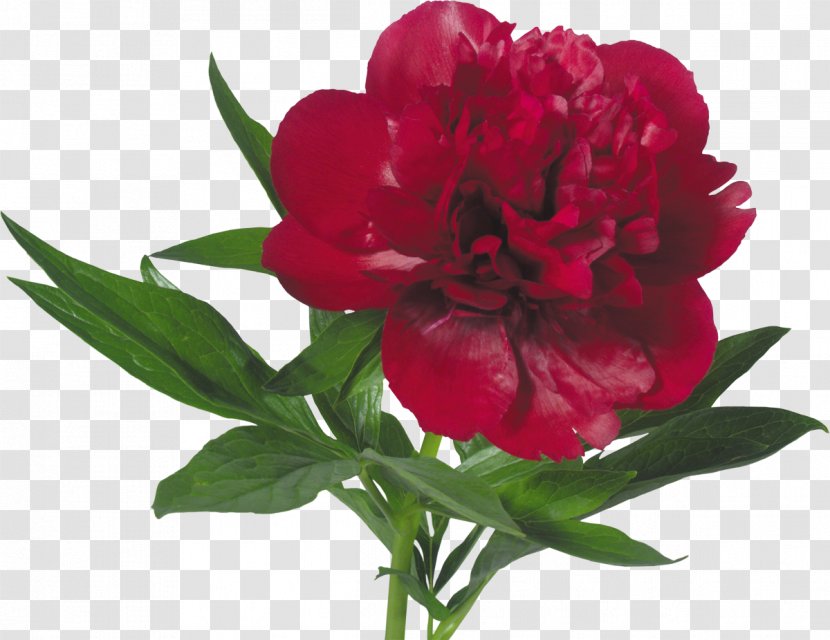 Peony Flower Bouquet Paeonia Mascula Tree Peonies - Tulip Transparent PNG