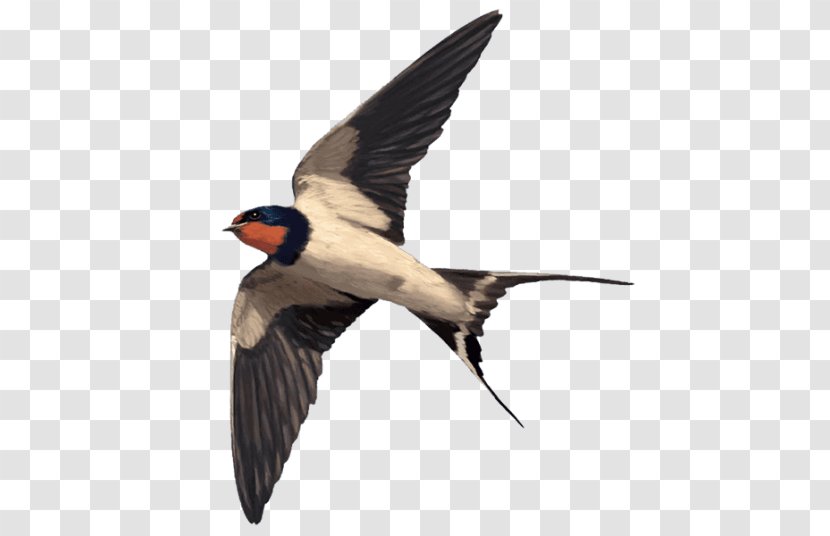 Barn Swallow Pharmaceutical Drug Animal Beak - Fauna Transparent PNG