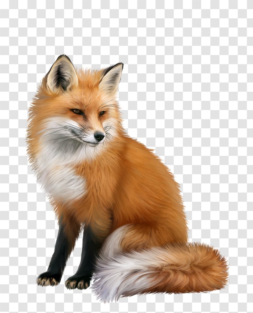 Red Fox Animal - Kit Transparent PNG