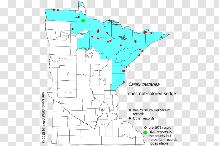 Carex Stipata Tussock Sedge Minnesota Map Celebrity - Flora - Family Transparent PNG