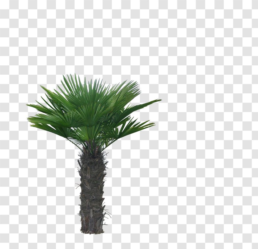 Asian Palmyra Palm Arecaceae Coconut Tree - Vegetation - Rn Transparent PNG