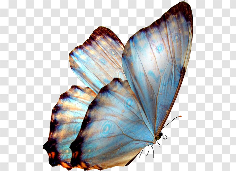 Butterfly Clip Art - Arthropod Transparent PNG