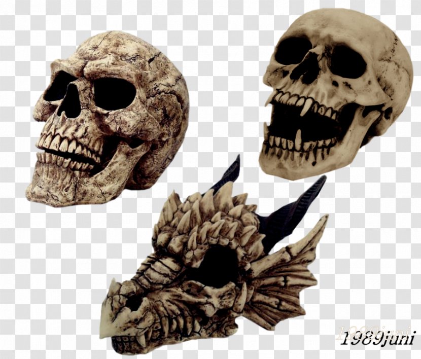 Skull Skeleton Laughter - Bone Transparent PNG