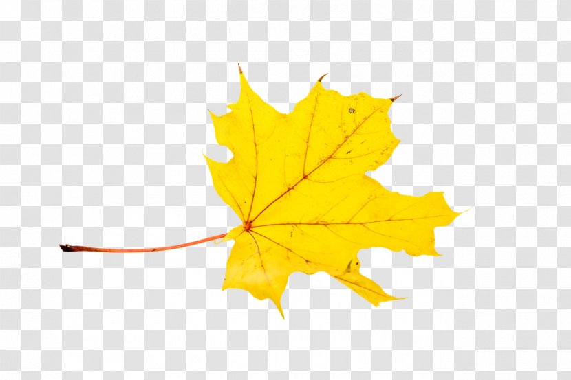 Maple Leaf Autumn Color - Yellow - Leaves Transparent PNG