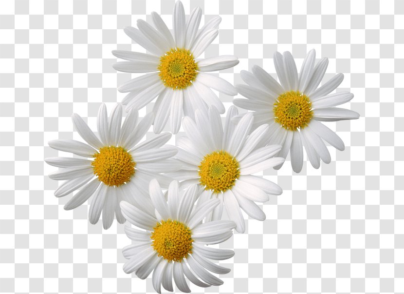 Chamomile Clip Art - Common Daisy - Chrysanthemum Transparent PNG